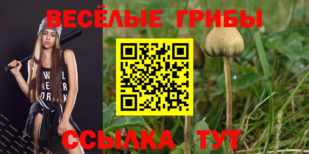 Галлюциногенные грибы Psilocybe  Галлюциногенные грибы прущие грибы  Вход с VPN  наркота  Чебоксары 